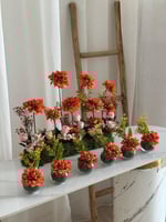 عرض ( تنسيق كبير برتقالي + 6 فازات لطاولات الخدمة...