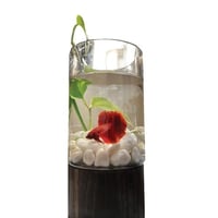 بوكس الفخامة + سمك فايتر