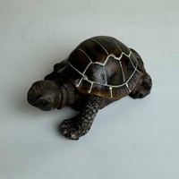 سلحفاة زينة