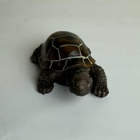 سلحفاة زينة