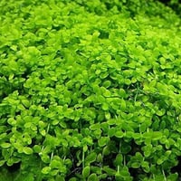 بوكس الزراعة