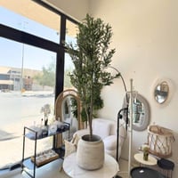 شجرة زيتون متعددة الاحجام