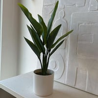 شتلة موز بمركن