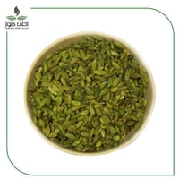 هيل أمريكي (رقم 1) حبة كبير