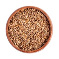 بذور حليب الشوك ( شوك الجمل )