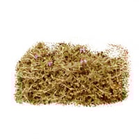 عشبة نبات الجعدة