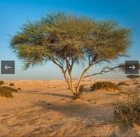 واحد كيلو سمر