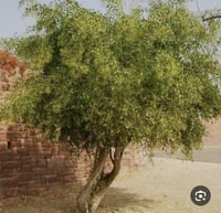 بذور الاراك (مسواك)