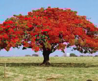 كيلو بذور بونسيانا حمراء