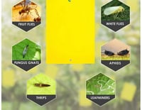 مصيدة ذباب الفاكهه 32 في 17 سم