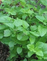 بذور المليسية (شبيه النعناع)