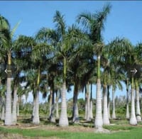 بذور نخيل ملوكي