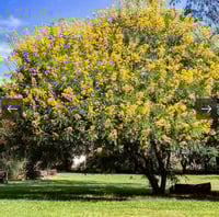 بذور فيستولا