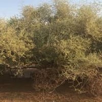بذور السدر البري