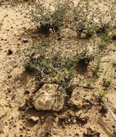 بذور الرقروق