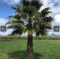 بذور واشنطنيا واحد كيلو