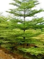 بذور ترمناليا