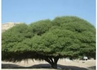 بذور طلح نجدي