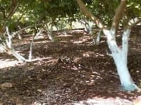 عجينة بوردو