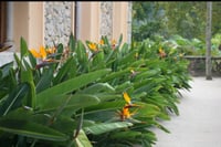 بذور عصفور اوجستا