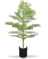 بذور ترمناليا