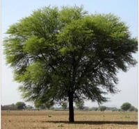 بذور الصمغ العربي