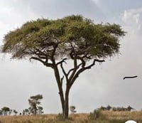 واحد كيلو قرض