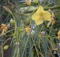 كيلو بذور باركنسونيا ( شوكة الفرس)