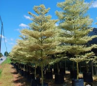 نصف كيلو بذور ترمناليا منتالي