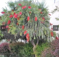 فرشاة الزجاج