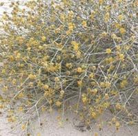 بذور عرفج كيلو