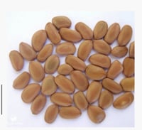 بذور غاف خليجي