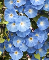 بذور مجد الصباح الزرقاء