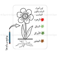 تلوين اجزاء النبات +مرسام