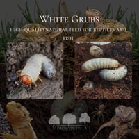 اليرقات البيضاء (White Grubs) – غذاء طبيعي عالي ال...