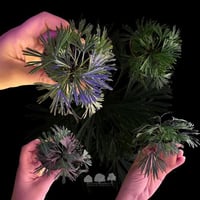 Schizaea dichotoma – السرخس المروحي النادر (Mini)