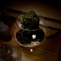 Live terrarium 11