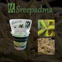 Drosera Adelae TC Cup