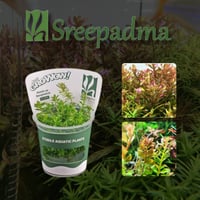 Rotala macrandra Bangladesh TC Cup