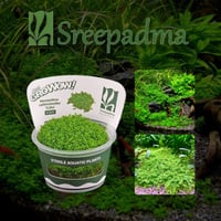 Hemianthus callitrichoides Cuba TC Cup