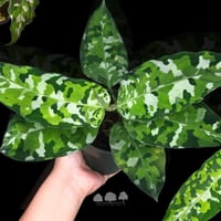 Aglaonema Tricolor – نبتة ملونة نادرة بأوراق مموهة...