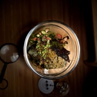 Terrarium 15