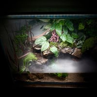 بلوداريوم ‏P001