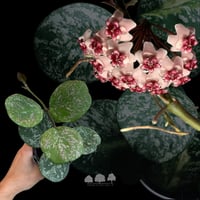 هويا أوبوفاتا ‘سبلاش’ – نبتة الشمع النادرة ذات الأ...