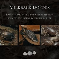 إيزوبود ميلك باك – Milkback Isopods