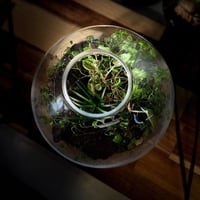 Terrarium tropical 19