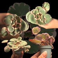 ساكسيفراجا مبرقشة – Saxifraga Variegata