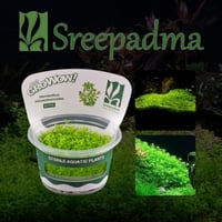 Hemianthus micranthemoides