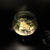 Live terrarium 2