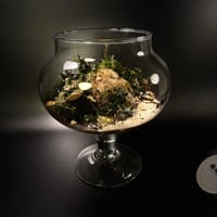 Live terrarium 6